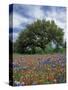 Paintbrush and Bluebonnets and Live Oak Tree, Marble Falls, Texas Hill Country, USA-Adam Jones-Stretched Canvas