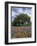 Paintbrush and Bluebonnets and Live Oak Tree, Marble Falls, Texas Hill Country, USA-Adam Jones-Framed Photographic Print