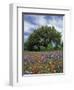 Paintbrush and Bluebonnets and Live Oak Tree, Marble Falls, Texas Hill Country, USA-Adam Jones-Framed Photographic Print