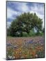 Paintbrush and Bluebonnets and Live Oak Tree, Marble Falls, Texas Hill Country, USA-Adam Jones-Mounted Photographic Print