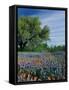 Paintbrush and Bluebonnets, Hill Country, Texas, USA-Adam Jones-Framed Stretched Canvas