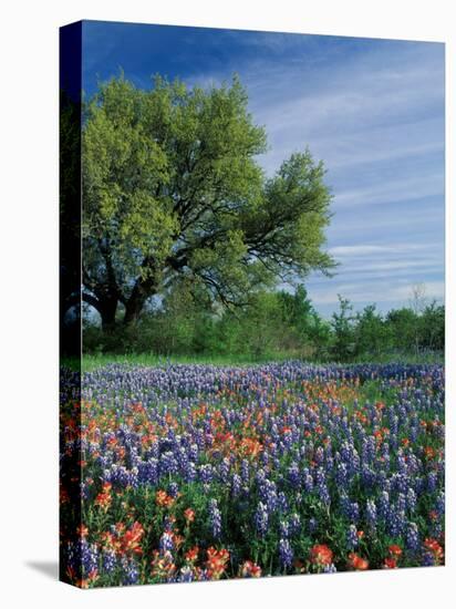 Paintbrush and Bluebonnets, Hill Country, Texas, USA-Adam Jones-Stretched Canvas