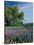 Paintbrush and Bluebonnets, Hill Country, Texas, USA-Adam Jones-Stretched Canvas