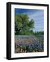 Paintbrush and Bluebonnets, Hill Country, Texas, USA-Adam Jones-Framed Photographic Print