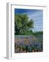 Paintbrush and Bluebonnets, Hill Country, Texas, USA-Adam Jones-Framed Photographic Print