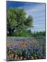 Paintbrush and Bluebonnets, Hill Country, Texas, USA-Adam Jones-Mounted Photographic Print