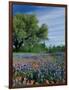 Paintbrush and Bluebonnets, Hill Country, Texas, USA-Adam Jones-Framed Photographic Print