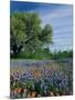 Paintbrush and Bluebonnets, Hill Country, Texas, USA-Adam Jones-Mounted Photographic Print