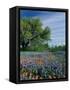 Paintbrush and Bluebonnets, Hill Country, Texas, USA-Adam Jones-Framed Stretched Canvas
