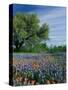 Paintbrush and Bluebonnets, Hill Country, Texas, USA-Adam Jones-Stretched Canvas