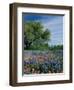 Paintbrush and Bluebonnets, Hill Country, Texas, USA-Adam Jones-Framed Photographic Print