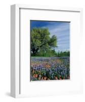 Paintbrush and Bluebonnets, Hill Country, Texas, USA-Adam Jones-Framed Photographic Print