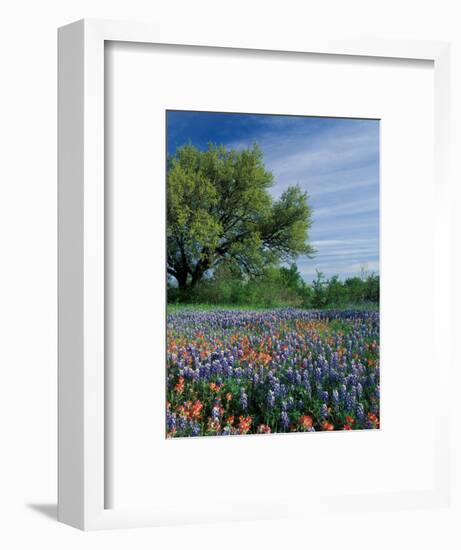 Paintbrush and Bluebonnets, Hill Country, Texas, USA-Adam Jones-Framed Photographic Print