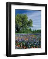 Paintbrush and Bluebonnets, Hill Country, Texas, USA-Adam Jones-Framed Photographic Print