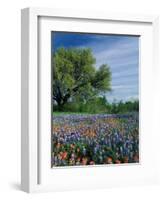 Paintbrush and Bluebonnets, Hill Country, Texas, USA-Adam Jones-Framed Photographic Print