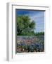 Paintbrush and Bluebonnets, Hill Country, Texas, USA-Adam Jones-Framed Photographic Print