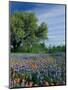 Paintbrush and Bluebonnets, Hill Country, Texas, USA-Adam Jones-Mounted Photographic Print