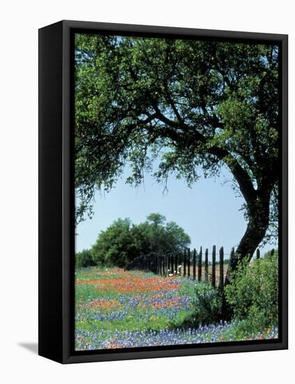 Paintbrush and Bluebonnets, Texas Hill Country, Texas, USA-Adam Jones-Framed Stretched Canvas
