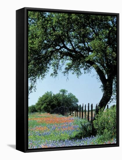 Paintbrush and Bluebonnets, Texas Hill Country, Texas, USA-Adam Jones-Framed Stretched Canvas