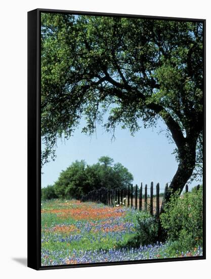 Paintbrush and Bluebonnets, Texas Hill Country, Texas, USA-Adam Jones-Framed Stretched Canvas