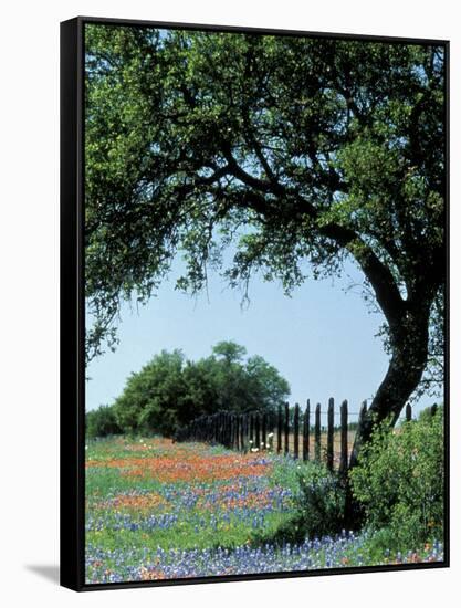 Paintbrush and Bluebonnets, Texas Hill Country, Texas, USA-Adam Jones-Framed Stretched Canvas