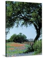 Paintbrush and Bluebonnets, Texas Hill Country, Texas, USA-Adam Jones-Stretched Canvas