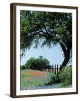 Paintbrush and Bluebonnets, Texas Hill Country, Texas, USA-Adam Jones-Framed Premium Photographic Print