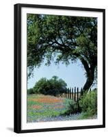 Paintbrush and Bluebonnets, Texas Hill Country, Texas, USA-Adam Jones-Framed Premium Photographic Print