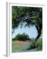 Paintbrush and Bluebonnets, Texas Hill Country, Texas, USA-Adam Jones-Framed Premium Photographic Print