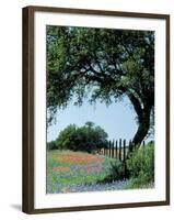 Paintbrush and Bluebonnets, Texas Hill Country, Texas, USA-Adam Jones-Framed Premium Photographic Print