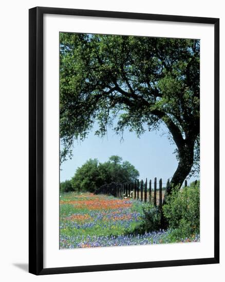 Paintbrush and Bluebonnets, Texas Hill Country, Texas, USA-Adam Jones-Framed Premium Photographic Print