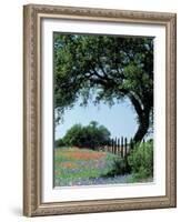 Paintbrush and Bluebonnets, Texas Hill Country, Texas, USA-Adam Jones-Framed Photographic Print