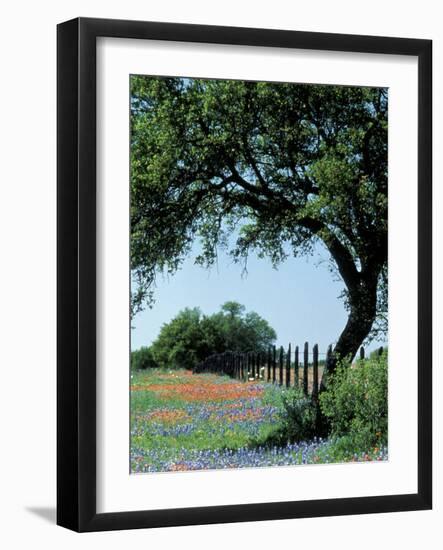 Paintbrush and Bluebonnets, Texas Hill Country, Texas, USA-Adam Jones-Framed Photographic Print