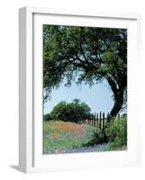 Paintbrush and Bluebonnets, Texas Hill Country, Texas, USA-Adam Jones-Framed Photographic Print