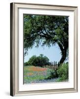 Paintbrush and Bluebonnets, Texas Hill Country, Texas, USA-Adam Jones-Framed Photographic Print