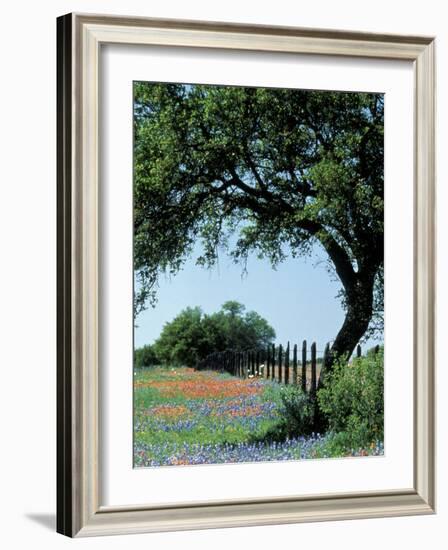 Paintbrush and Bluebonnets, Texas Hill Country, Texas, USA-Adam Jones-Framed Photographic Print