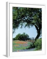 Paintbrush and Bluebonnets, Texas Hill Country, Texas, USA-Adam Jones-Framed Photographic Print