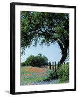 Paintbrush and Bluebonnets, Texas Hill Country, Texas, USA-Adam Jones-Framed Photographic Print