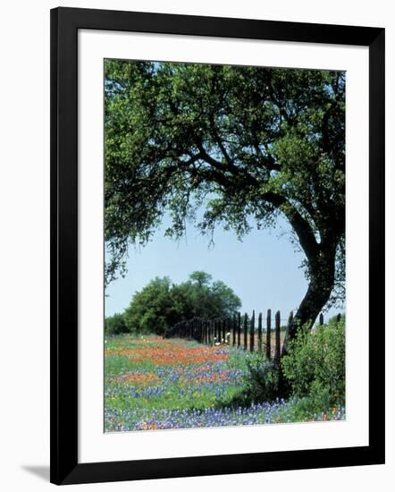 Paintbrush and Bluebonnets, Texas Hill Country, Texas, USA-Adam Jones-Framed Photographic Print