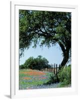 Paintbrush and Bluebonnets, Texas Hill Country, Texas, USA-Adam Jones-Framed Photographic Print