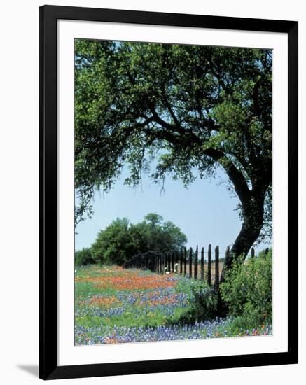 Paintbrush and Bluebonnets, Texas Hill Country, Texas, USA-Adam Jones-Framed Photographic Print