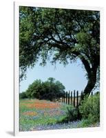 Paintbrush and Bluebonnets, Texas Hill Country, Texas, USA-Adam Jones-Framed Photographic Print