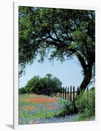 Paintbrush and Bluebonnets, Texas Hill Country, Texas, USA-Adam Jones-Framed Photographic Print