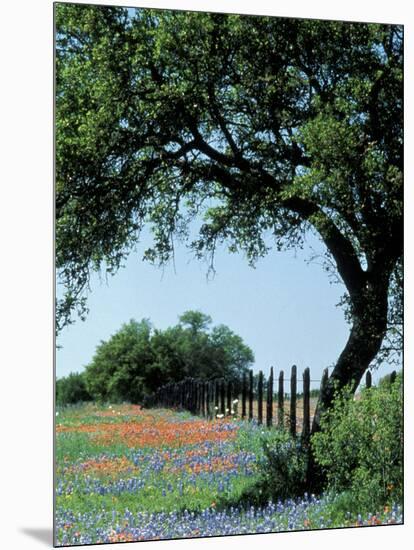 Paintbrush and Bluebonnets, Texas Hill Country, Texas, USA-Adam Jones-Mounted Photographic Print