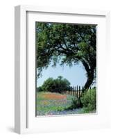 Paintbrush and Bluebonnets, Texas Hill Country, Texas, USA-Adam Jones-Framed Photographic Print