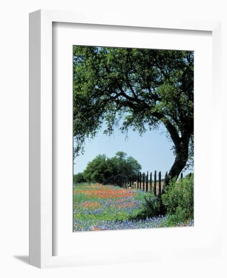 Paintbrush and Bluebonnets, Texas Hill Country, Texas, USA-Adam Jones-Framed Photographic Print