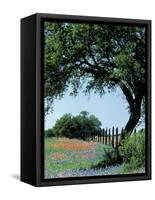 Paintbrush and Bluebonnets, Texas Hill Country, Texas, USA-Adam Jones-Framed Stretched Canvas