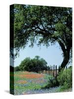 Paintbrush and Bluebonnets, Texas Hill Country, Texas, USA-Adam Jones-Stretched Canvas