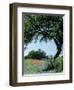 Paintbrush and Bluebonnets, Texas Hill Country, Texas, USA-Adam Jones-Framed Premium Photographic Print