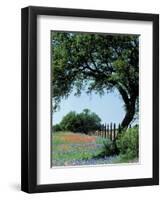 Paintbrush and Bluebonnets, Texas Hill Country, Texas, USA-Adam Jones-Framed Premium Photographic Print